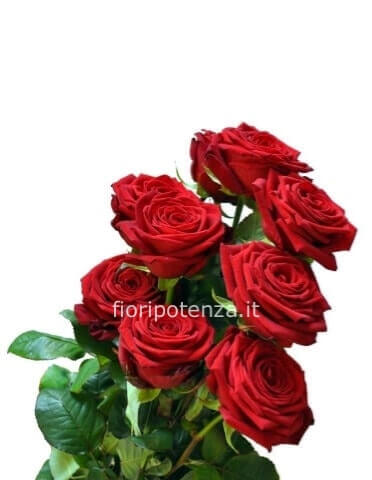 Rose rosse A NUMERO medie (h. 60 cm) o lunghe (h. 70/80cm) da comporre a mazzo con verde decorativo