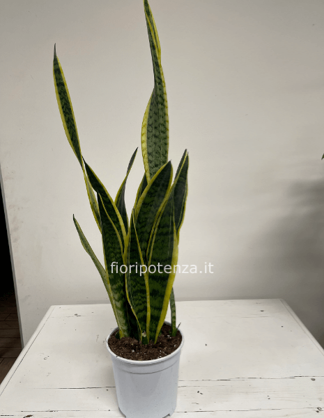 Pianta di Sanseveria, h. 100 cm (dal vaso), diametro vaso 20 cm