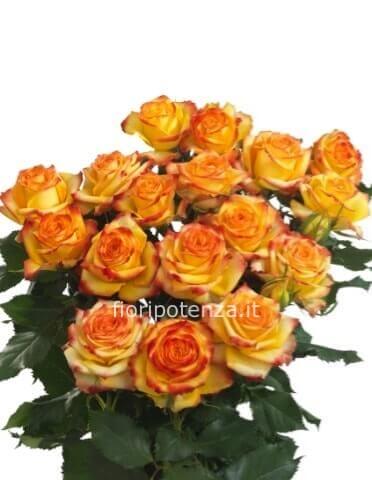 Rose arancio a steli, prima scelta, lunghezza 60 cm