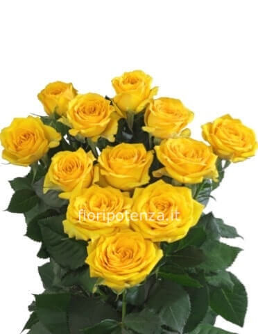 Rose gialle A NUMERO (a partire da un minimo di 3) lunghezza media da comporre a mazzo con verde decorativo