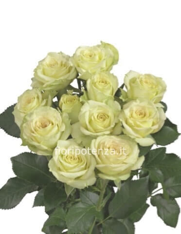 Rose bianche A NUMERO (a partire da un minimo di 3) lunghezza media da comporre a mazzo con verde decorativo