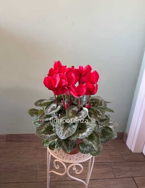 PIANTA DI CICLAMINO ROSSO O ALTRO COLORE A SCELTA DEL CLIENTE, h. 40 cm, diametro vaso 15 cm