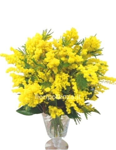 BOUQUET DI SOLA MIMOSA