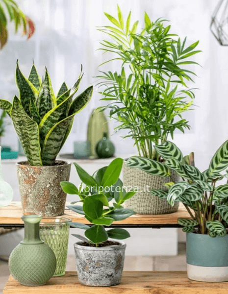 Pianta verde da interno a scelta del cliente