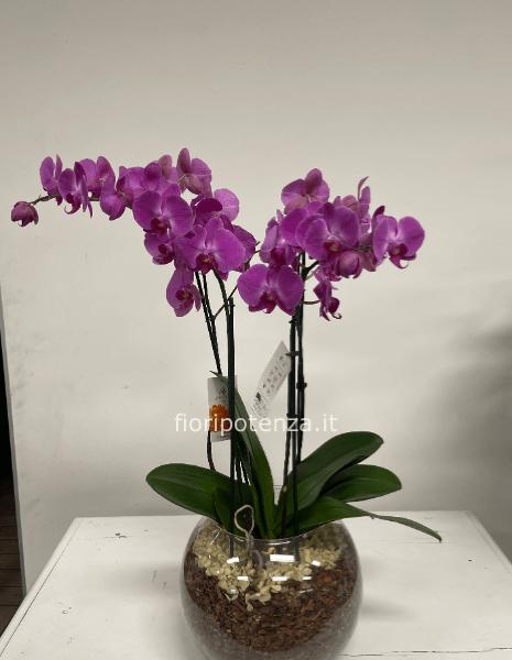 Orchidea Phalaenopsis in boule di vetro a quattro rami fucsia o altro colore a scelta del cliente