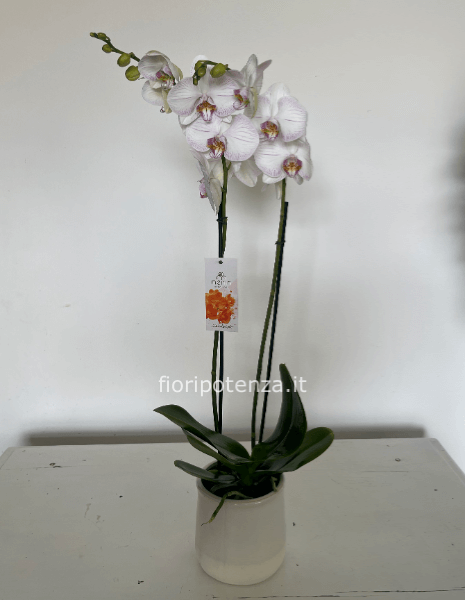 Orchidea PHALAENOPSIS a 2 rami in vaso di ceramica dai colori vari a scelta del cliente e da concordare telefonicamente con il fiorista 