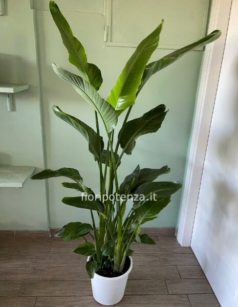 Pianta di Sterlizia ‘Nicolai’ (“falso banano”), h. 165/170 cm (dal vaso), diametro vaso 25 cm