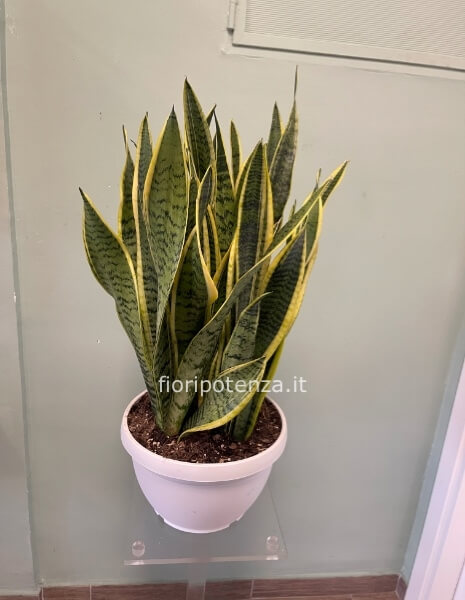 Pianta di Sanseveria media in ciotola, h. 70 cm (dal vaso), diametro vaso 25 cm