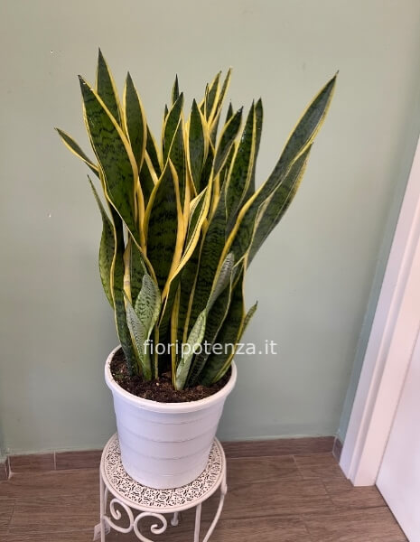 Pianta di Sanseveria maxi, h. 90/95 cm (dal vaso), diametro  vaso 30 cm