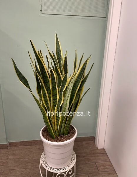 Pianta di Sanseveria maxi, h. 90/95 cm (dal vaso), diametro vaso 30 cm