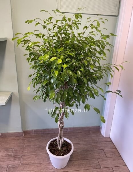 Ficus benjamina ad alberello, h. 160 cm circa (dal vaso), diametro vaso 25 cm