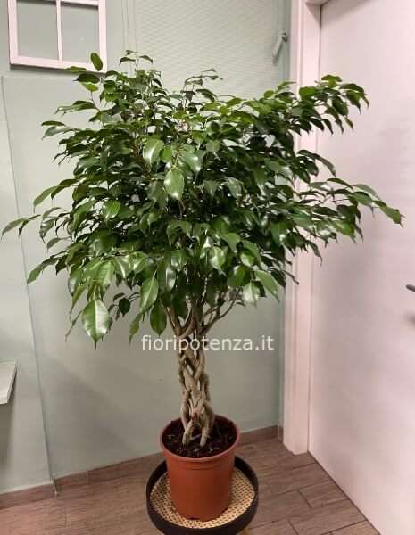 FICUS BENJAMINA ad alberello con tronco intrecciato, h. 150 cm (dal vaso), diametro vaso 25 cm