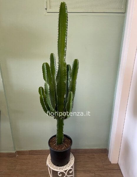 Euphorbia Eritrea -pianta grassa con spine-, h. 130 cm (dal vaso), diametro vaso 21 cm