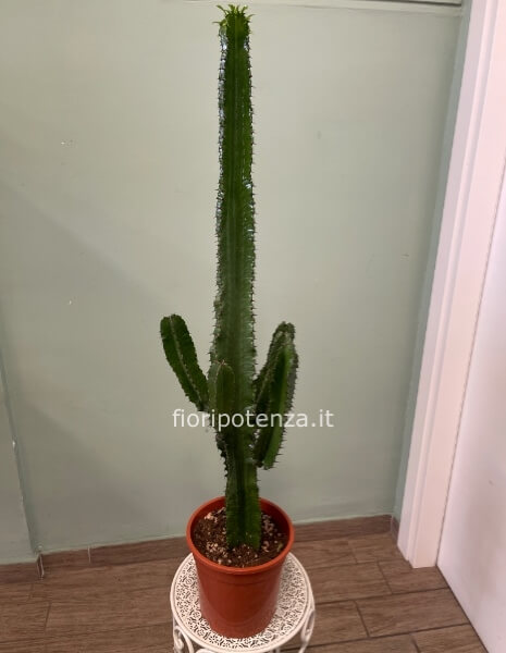 Euphorbia Eritrea -pianta grassa con spine-, h. 110 cm (dal vaso), diametro vaso 21 cm