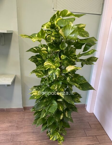 POTHOS AUREA, h. 150 cm (dal vaso), diametro vaso 24 cm
