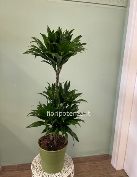 Dracena JANET GRAIG COMPACTA A TRE TRONCHI, h. 100 cm (dal vaso), diametro vaso 21 cm