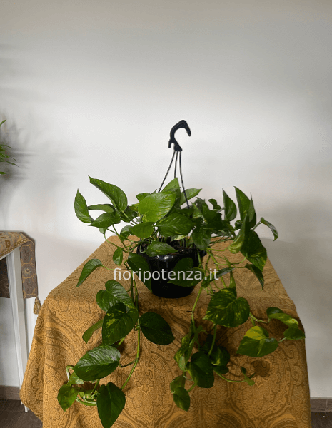 Pothos pendente diametro vaso 20 cm