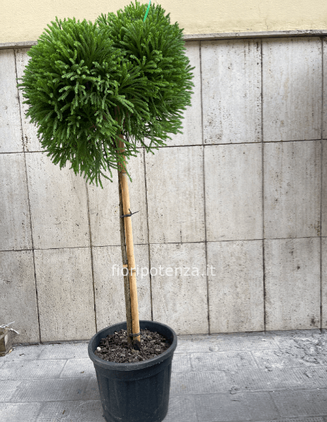 CRYPTOMERIA JAPONICA AD ALBERELLO -cedro giapponese-, h. 150 cm (dal vaso), diametro vaso 30 cm