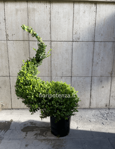 BOSSO A SPIRALE, h. 120 cm (dal vaso), diametro vaso 22 cm