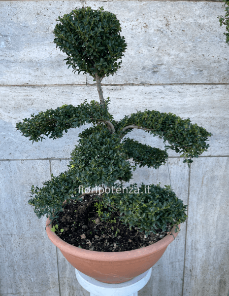 AGRIFOGLIO GIAPPONESE, h. 80 cm (dal vaso), diametro vaso 40 cm