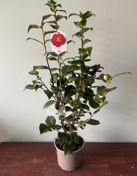 CAMELIA JAPONICA VARI COLORI A SCELTA DEL CLIENTE