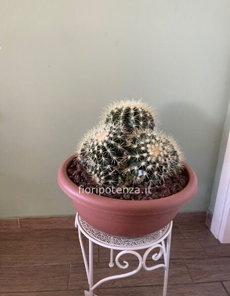 ECHINOCACTUS GRUSONII A 7 TESTE, h. 40 cm (dal vaso), diametro vaso 40 cm