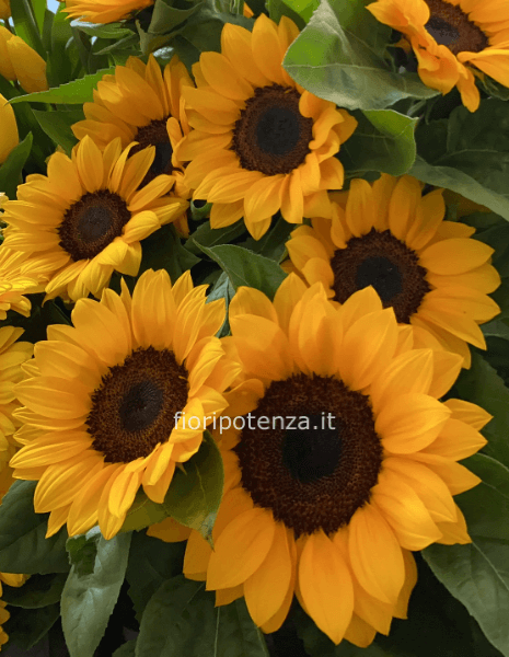 GIRASOLI A STELI - da un minimo di 3-