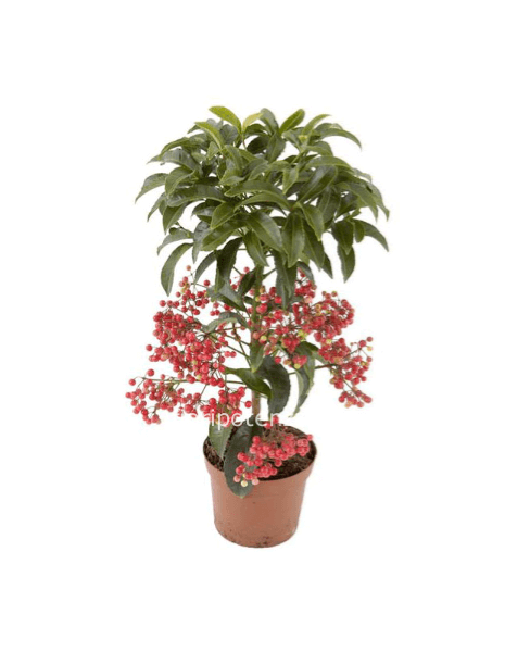 ARDISIA CRENATA, h. 50 cm circa (dal vaso), diametro vaso 12 cm