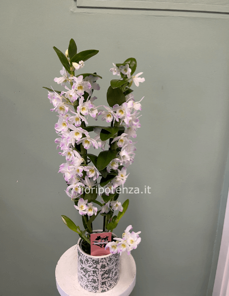 Orchidea DENDROBIUM NOBILE bianco e lilla, h. 60 cm (dal vaso), diametro vaso 10 cm