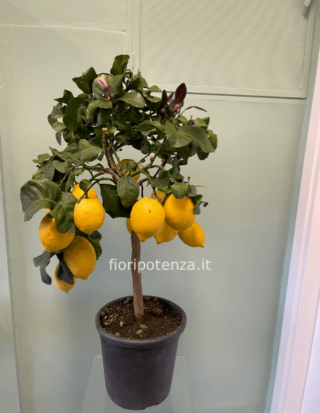 PIANTA DI LIMONI DA ESTERNO, h. 80 cm circa (dal vaso), diametro vaso 20 cm