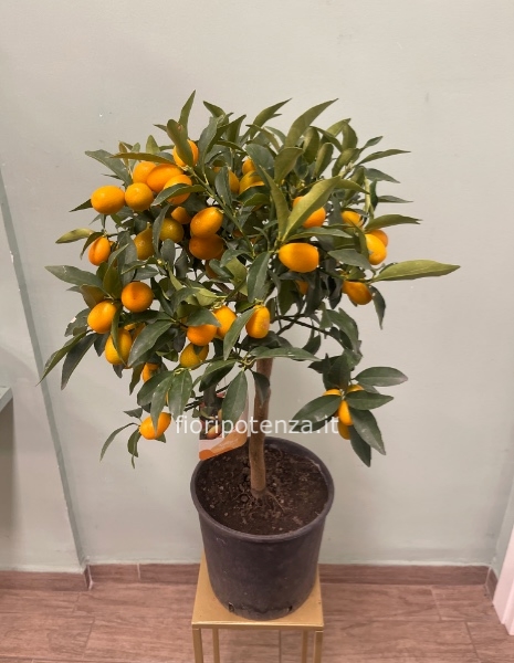 KUMQUAT, PIANTA DI MANDARINO CINESE, h. 90 cm circa (dal vaso), diametro vaso 20 cm