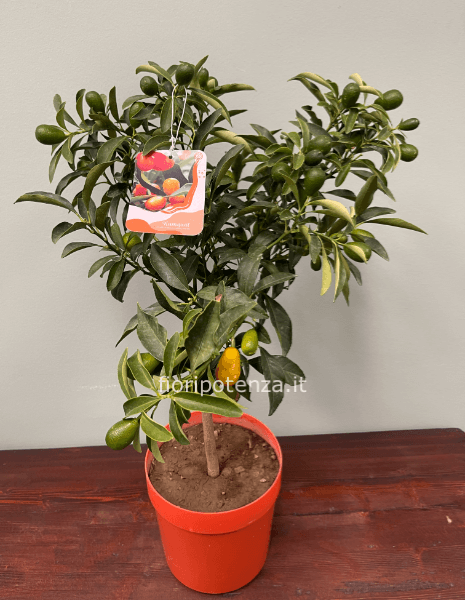 KUMQUAT, PIANTA DI MANDARINO CINESE, h. 90 cm circa (dal vaso), diametro vaso 20 cm
