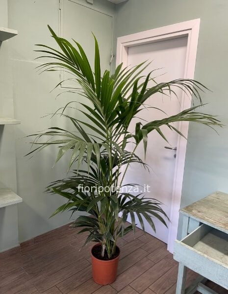 KENTIA forsteriana, h. 190 cm (dal vaso), diametro vaso 24 cm