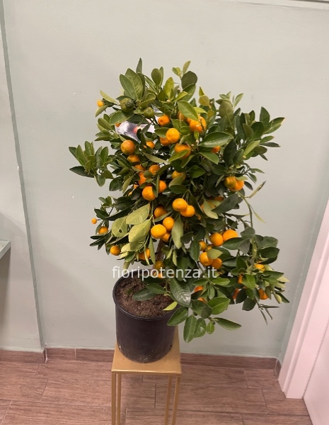 PIANTA DI CALAMONDINO (