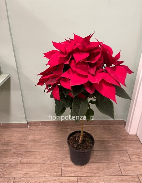 Stella ad alberello (