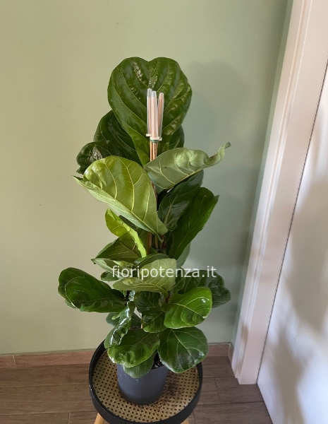 FICUS LYRATA, h. 75 cm (dal vaso), diametro vaso 20 cm