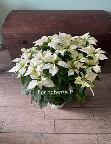 STELLA DI NATALE BIANCA, h. 60 cm (dal vaso), diametro vaso 25 cm