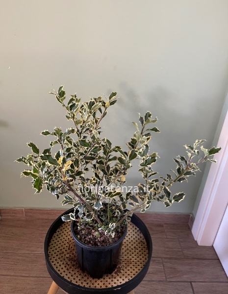 PIANTA DI AGRIFOGLIO VARIEGATO (“ILEX AQUIFOLIUM”), h. 70 cm (dal vaso), diametro vaso 17 cm