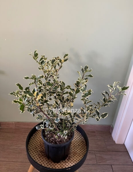 PIANTA DI AGRIFOGLIO VARIEGATO (“ILEX AQUIFOLIUM”), h. 70 cm (dal vaso), diametro vaso 17 cm