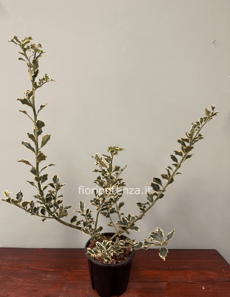 PIANTA DI AGRIFOGLIO VARIEGATO (“ILEX AQUIFOLIUM”), h. 80/90 cm (dal vaso), diametro vaso 17 cm