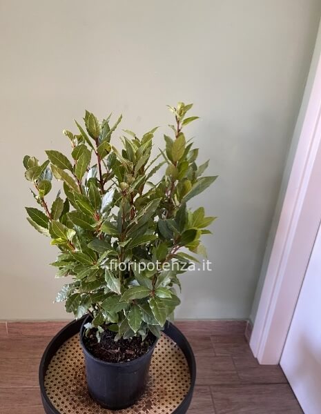 PIANTA DI ALLORO, h. 80 cm circa (dal vaso), diametro vaso 18 cm