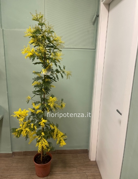PIANTA DI MIMOSA, h. 180 cm (dal vaso), diametro vaso 23 cm