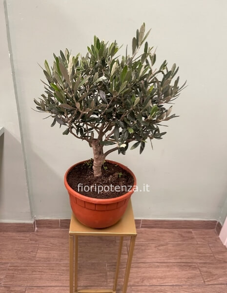 ULIVO A BONSAI, h. 55 cm (dal vaso), diametro vaso 20 cm