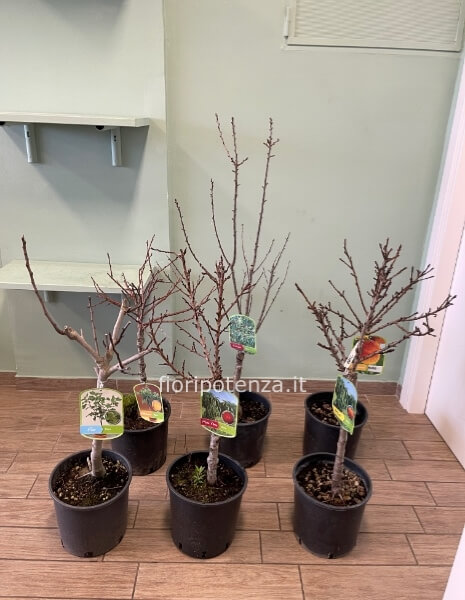 ALBERI DA FRUTTO NANI -CILIEGIO, PESCO, PESCO NOCE,  PERCOCO, FICO, ALBICOCCA-