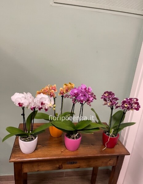 MINI PHALAENOPSIS VARI COLORI, 2 RAMI, h. 40 cm circa (dal vaso di ceramica), diametro vaso 10 cm