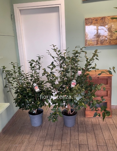CAMELIA JAPONICA GRANDE, h. 140/150 cm (dal vaso), diametro vaso 27 cm