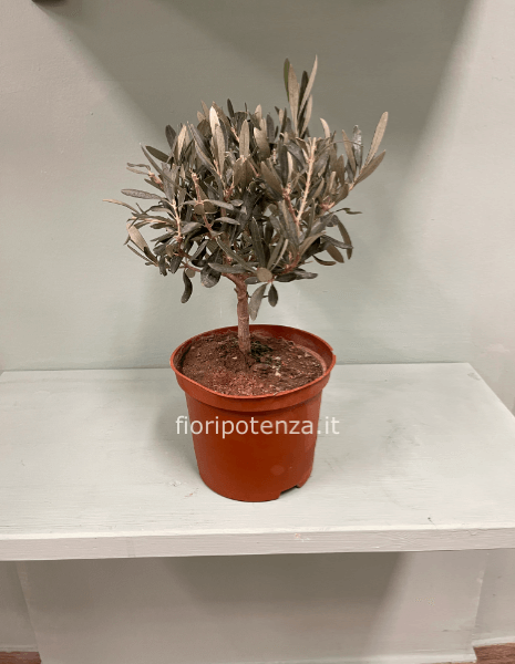PIANTINA DI ULIVO, h. 35 cm (dal vaso), diametro vaso 14 cm