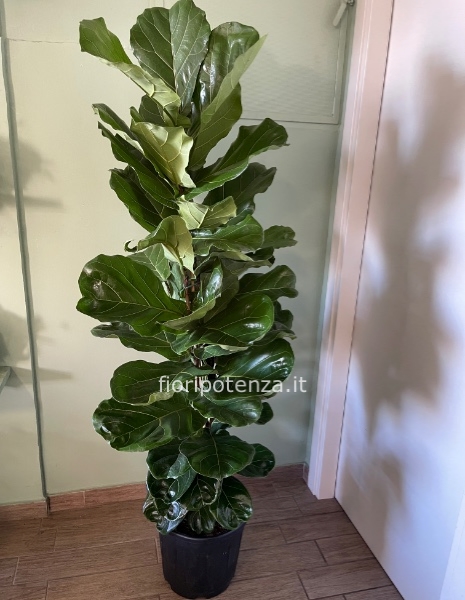 FICUS LYRATA , h. 180 cm circa (dal vaso), diametro vaso 35 cm