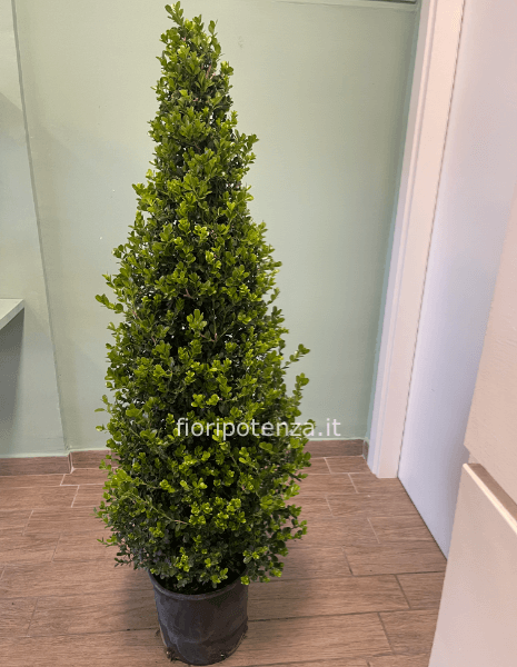 BOSSO A PIRAMIDE, h. 145 cm (dal vaso), diametro vaso 24 cm