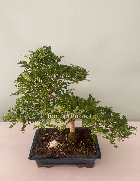 BONSAI MEDIO-GRANDE PEPE, h. 55 cm circa (dal vaso), vaso 30 cm